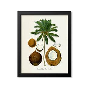 Coconut Palm Botanical Print 2