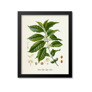 Coffee Botanical Print