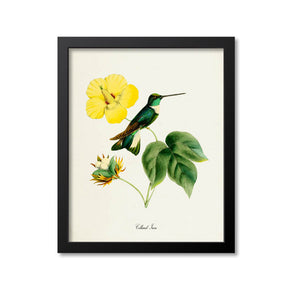 Collared Inca Hummingbird Print