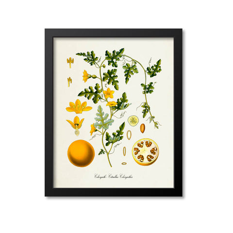 Colocynth Botanical Print