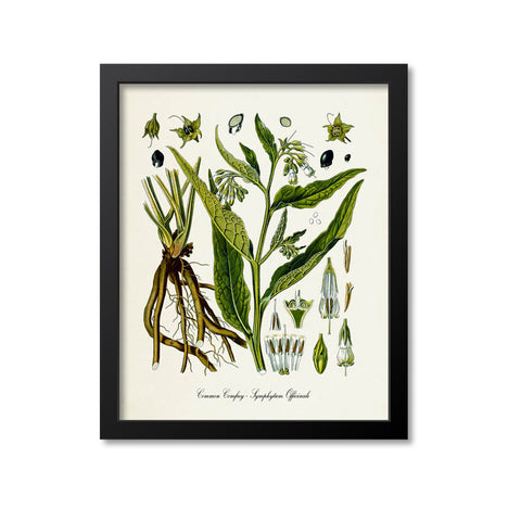 Common Comfrey Botanical Print