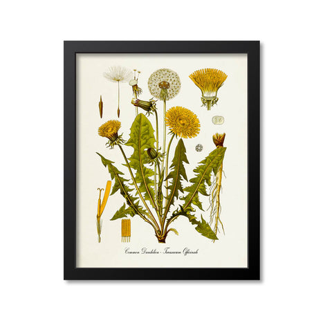 Dandelion Botanical Print