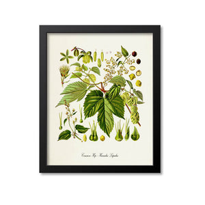 Common Hop Botanical Print