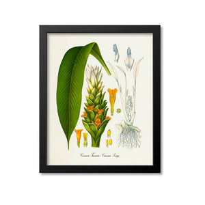 Turmeric Botanical Print