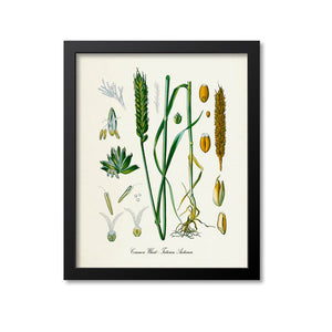 Wheat Botanical Print