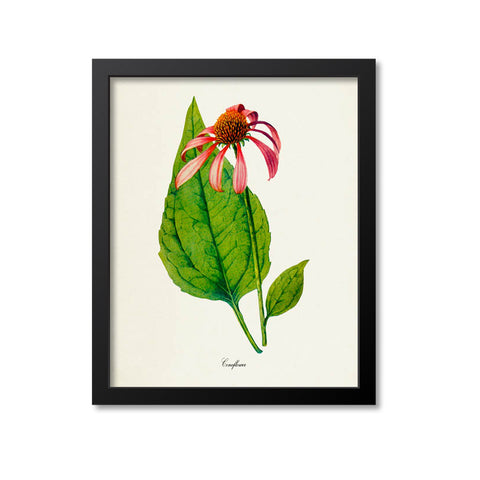 Coneflower Flower Art Print