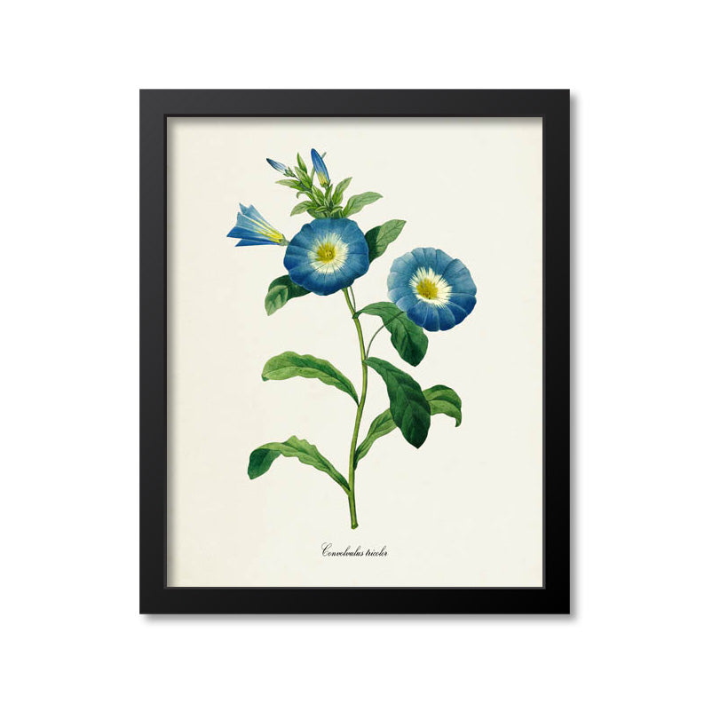 Dwarf Morning Glory Flower Art Print