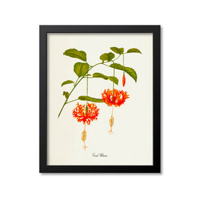 Coral Hibiscus Flower Art Print