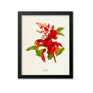 Coral Tree Flower Art Print