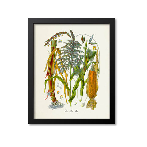 Corn Botanical Print