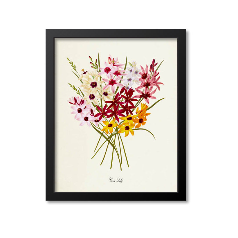 Corn Lily Flower Art Print