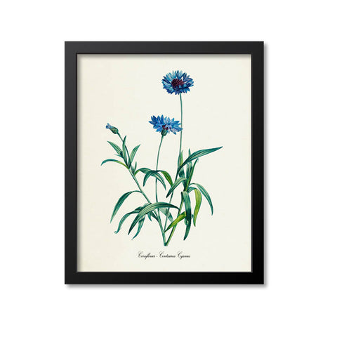 Cornflower Flower Art Print