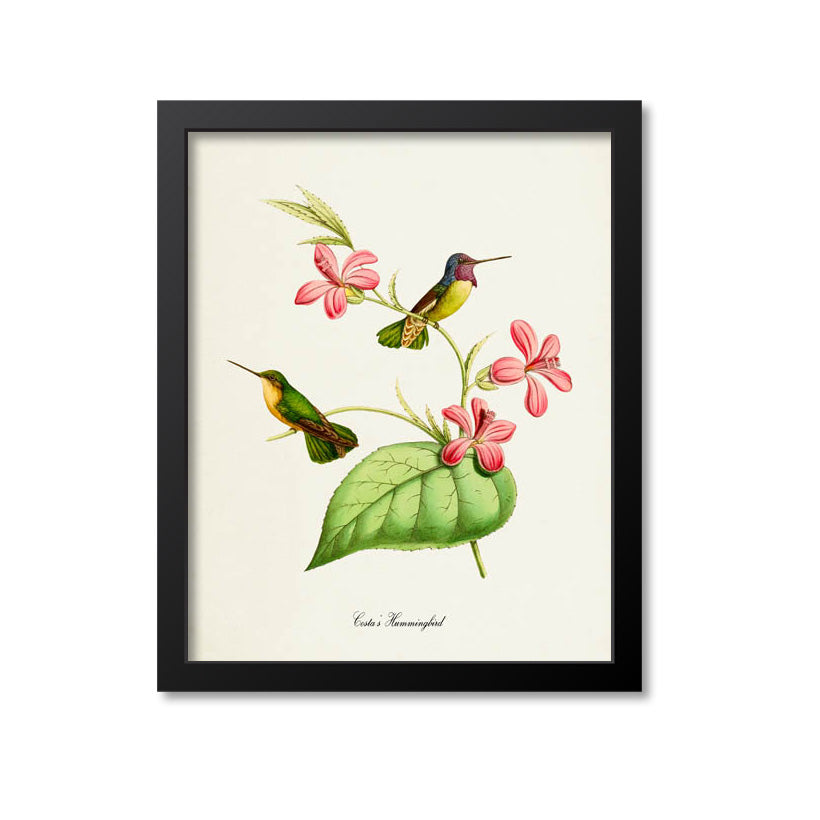 Costas Hummingbird Print