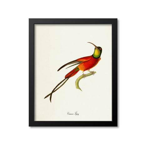 Crimson Topaz Hummingbird Print