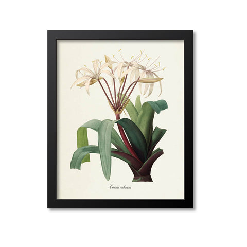 South American Swamp Lily Flower Art Print