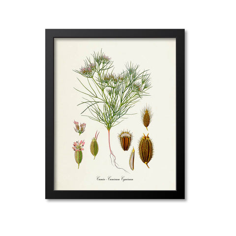 Cumin Botanical Print