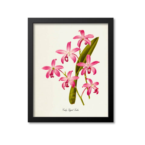 Curly Lipped Laelia Flower Art Print