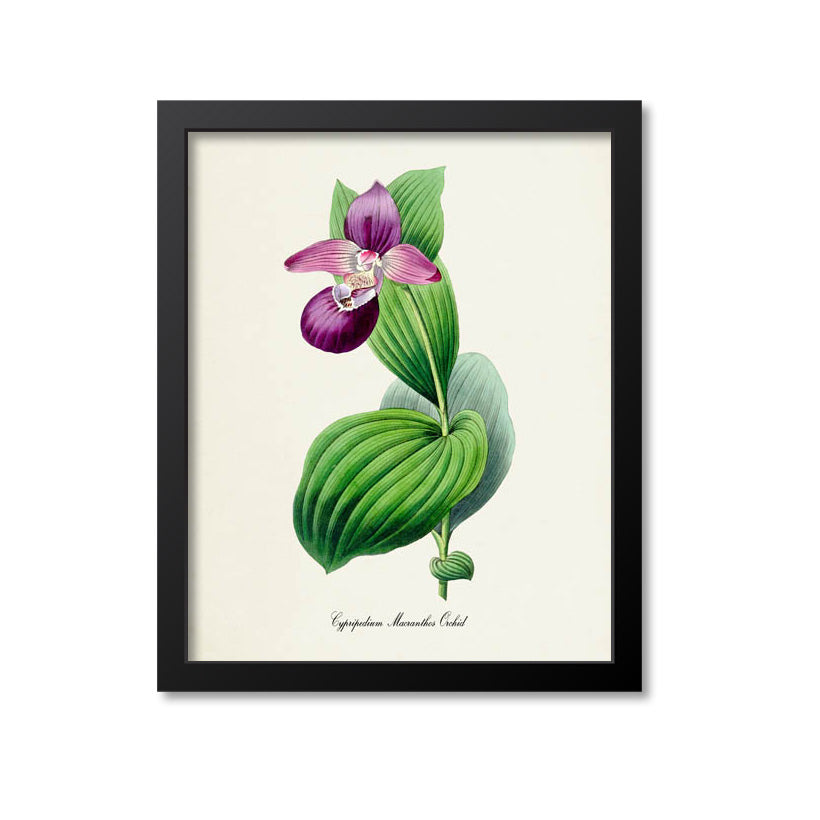 Cypripedium Macranthos Orchid Flower Art Print