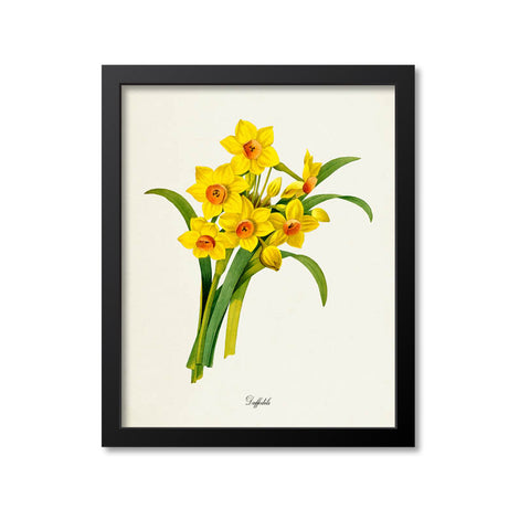 Daffodil Flower Art Print 2