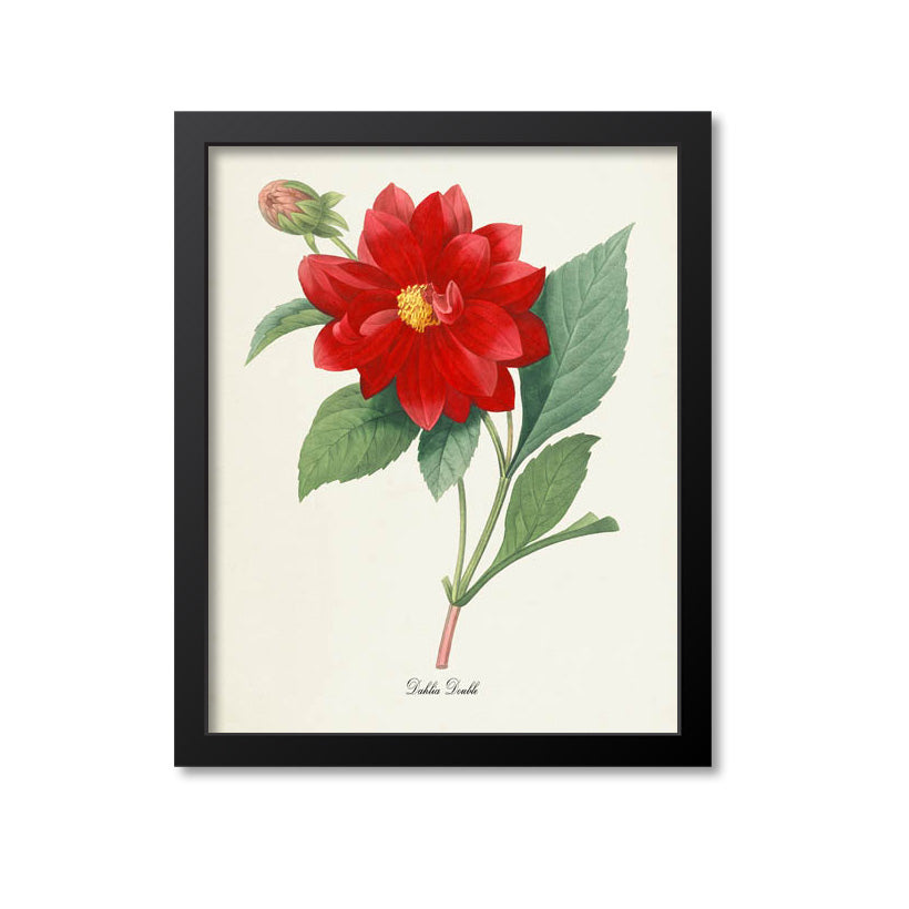 Dahlia Double Flower Art Print