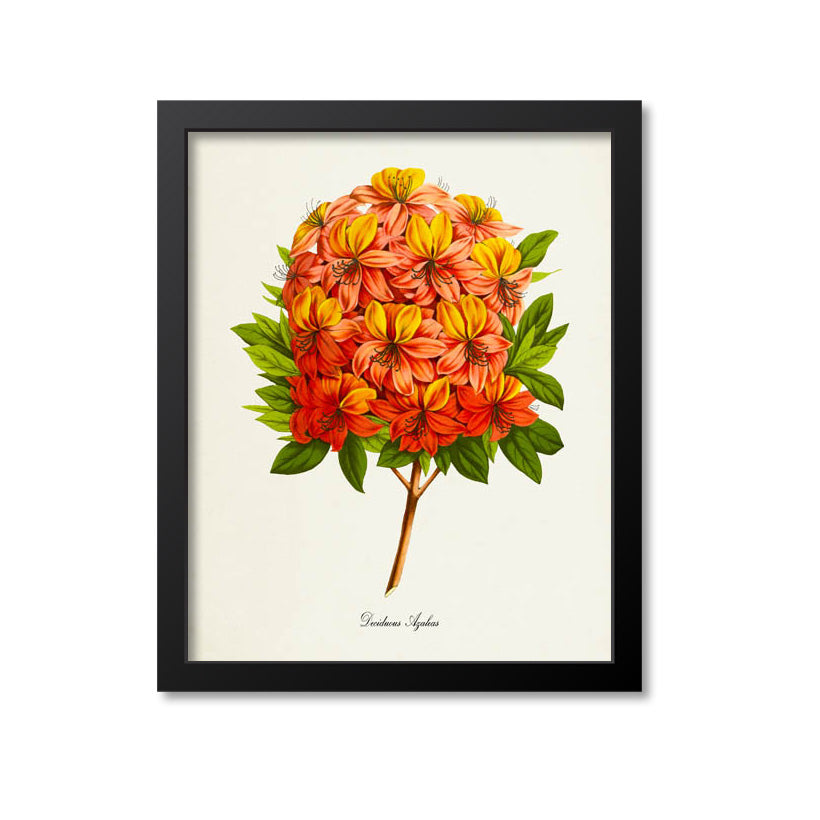 Deciduous Azaleas Flower Art Print