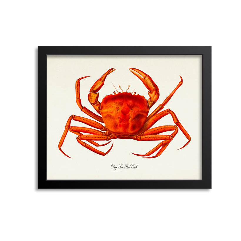 Deep Sea Red Crab Art Print
