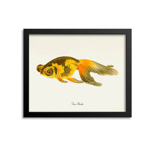Deme Ranchu Goldfish Art Print