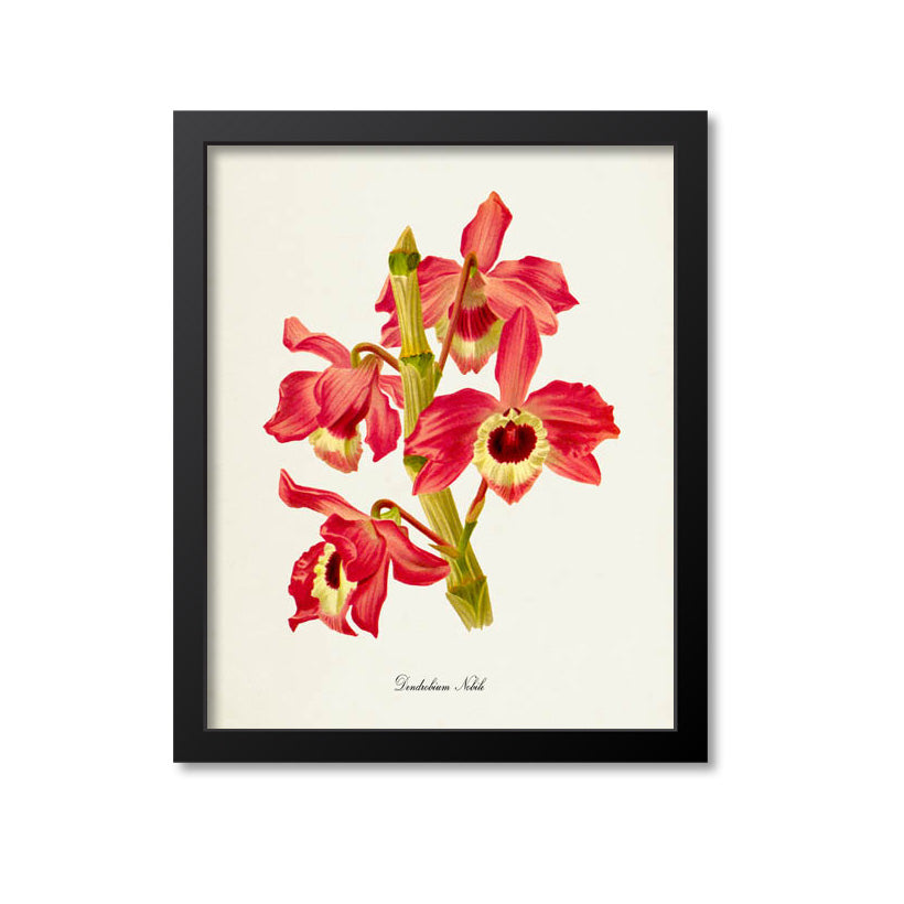 Dendrobium Nobile Orchid Flower Art Print