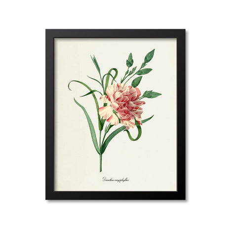 Carnation Flower Art Print 2