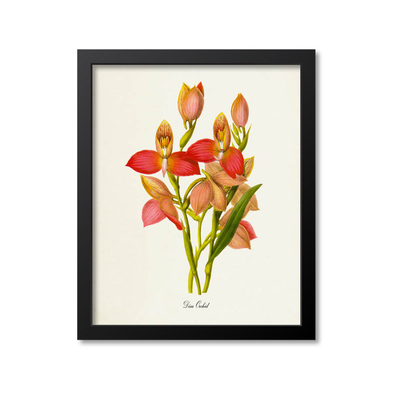 Disa Orchid Flower Art Print