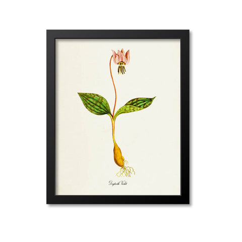 Dogtooth Violet Flower Art Print