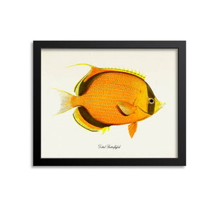 Dotted Butterflyfish Art Print