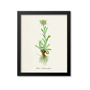Edelweiss Flower Art Print