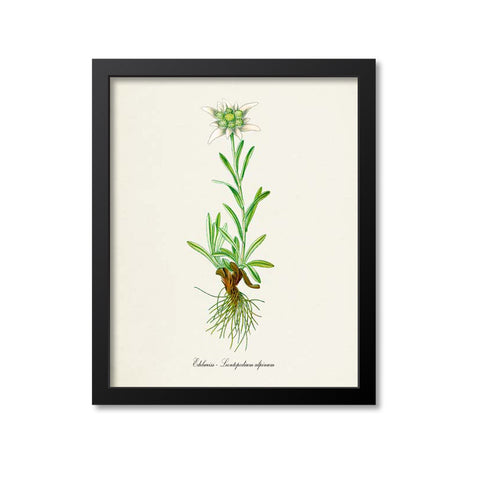 Edelweiss Flower Art Print