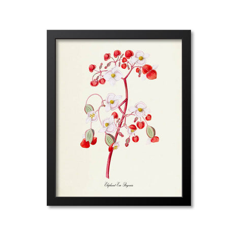 Elephant Ear Begonia Flower Art Print