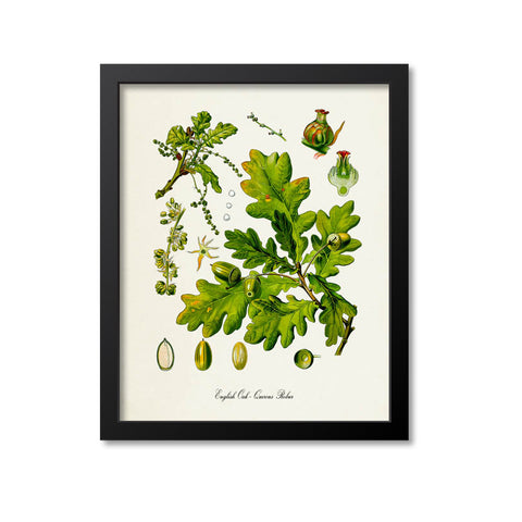 English Oak Botanical Print