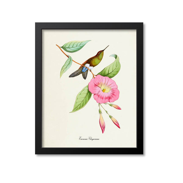 Eucnemis Chrysorama Hummingbird Print – Print A Patent