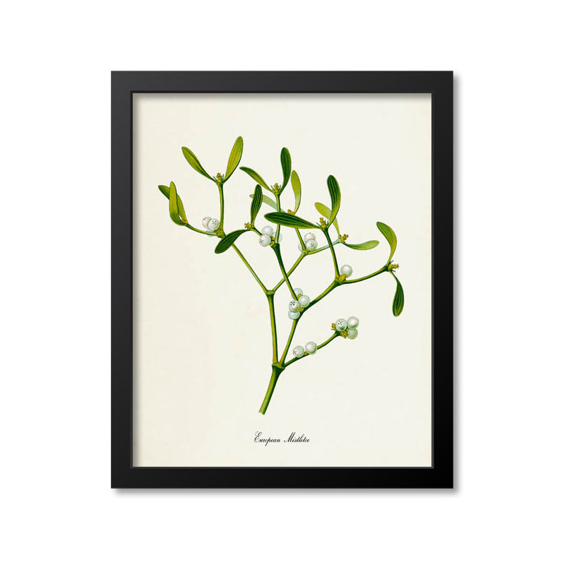 European Mistletoe Art Print