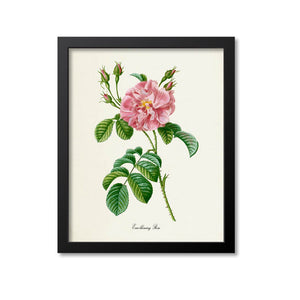 Ever-blowing Rose Flower Art Print