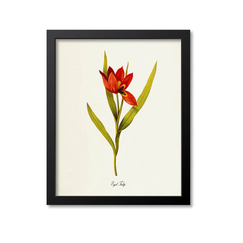 Eyed Tulip Flower Art Print
