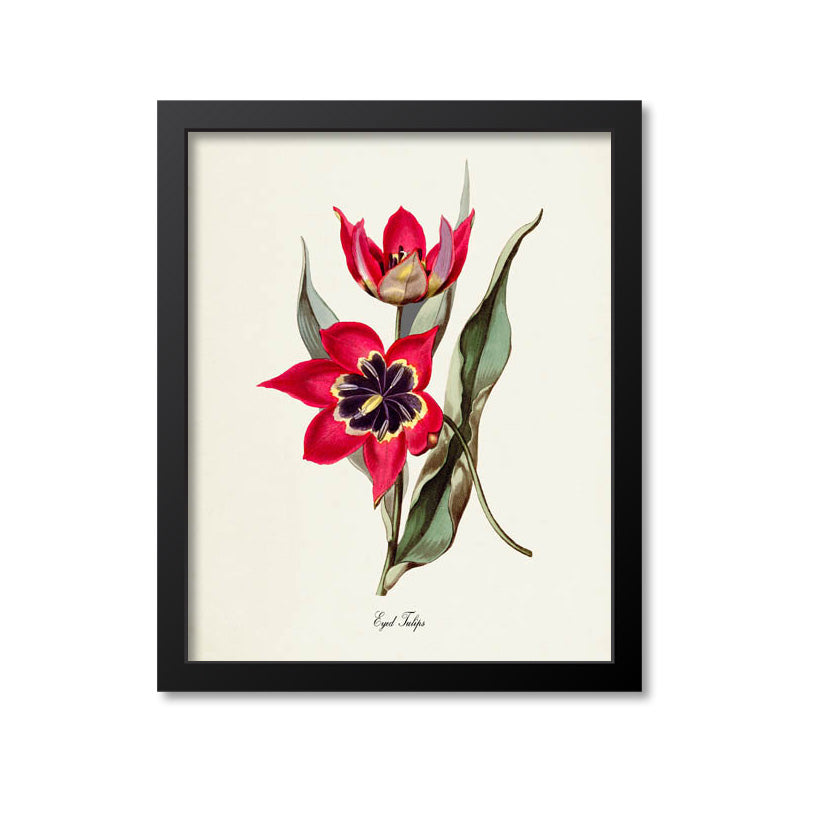 Eyed Tulip Flower Art Print 2