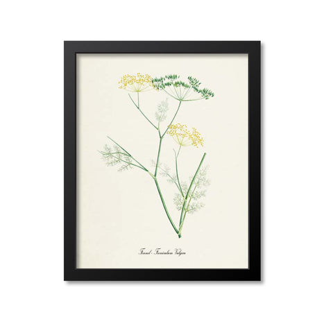 Fennel Botanical Print