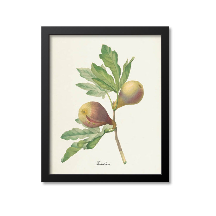 Fig Botanical Print