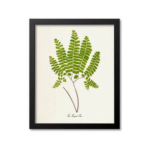 Five Fingered Fern Art Print