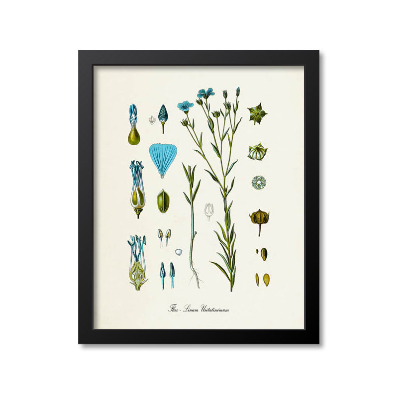 Flax Botanical Print
