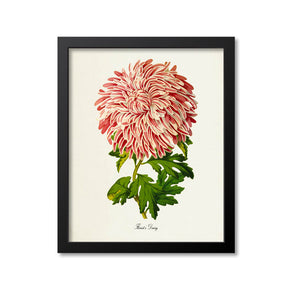 Chrysanthemum Pink Flower Art Print, Florists Daisy