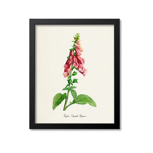Foxglove Botanical Print