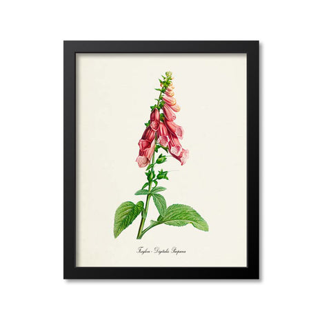 Foxglove Botanical Print