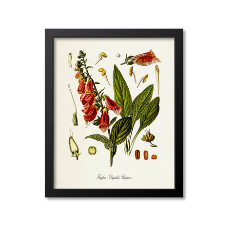 Foxglove Botanical Print