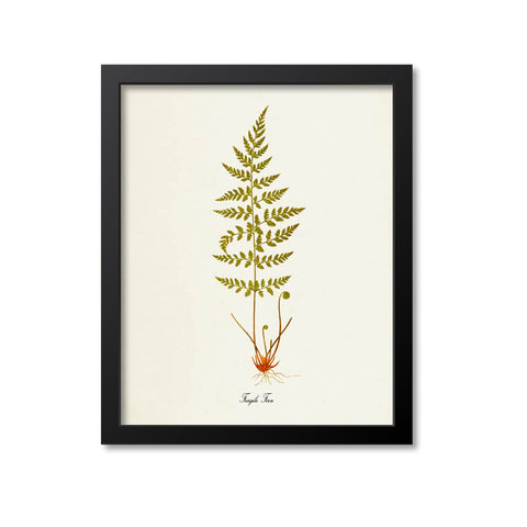 Fragile Fern Art Print